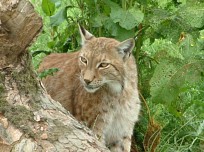 Lynx